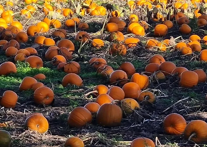 't Hûske * Venhorst