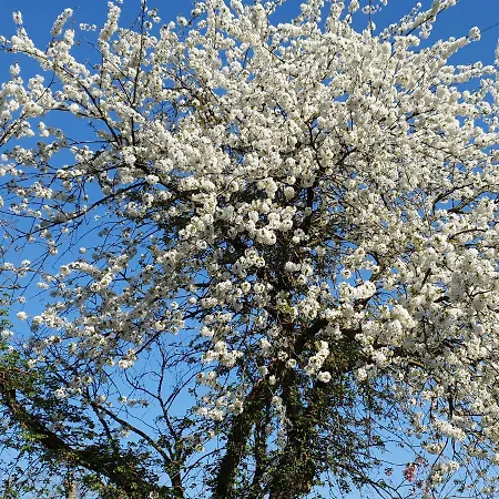 シャレー 't Huske