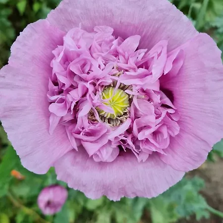 シャレー 't Huske