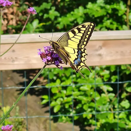 't Huske シャレー