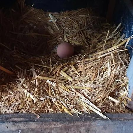 't Huske シャレー Venhorst